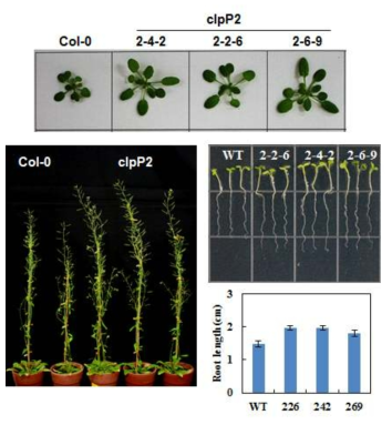 배추 엽록체 유전자 clpP2가 도입된 애기장대 형질전환체의 정상조건에서의 생육 촉진 표현형