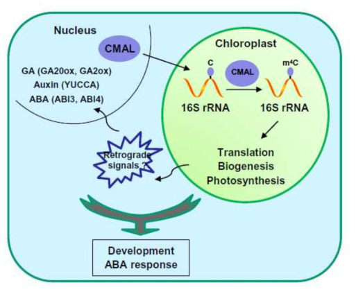 애기장대 엽록체 rRNA 메틸화 writer CMAL의 식물생육, 발달 및 ABA 반응 기능을 요약한 모식도