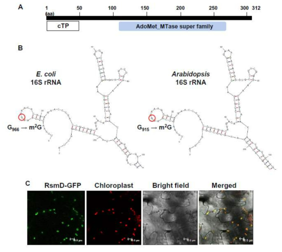 애기장대 엽록체 rRNA 메틸화 writer RsmD의 도메인 구조, target 16S rRNA 서열 및 엽록체 수송