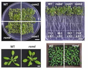 애기장대 RNA 메틸화 writer RsmD 돌연변이체의 정상조건에서 표현형