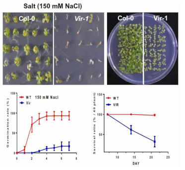 애기장대 mRNA m6A 메틸화 writer vir-1의 고염분 스트레스 민감 표현형