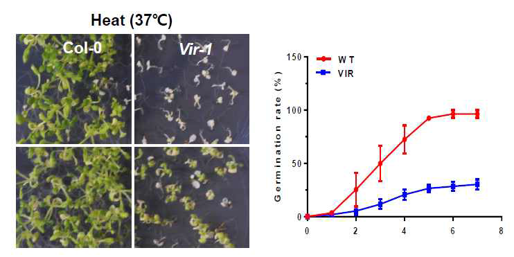 애기장대 mRNA m6A 메틸화 writer vir-1의 고온 스트레스 민감 표현형
