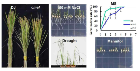 벼 엽록체 rRNA writer CMAL 돌연변이체의 식물 생육 및 스트레스 반응 표현형