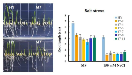 벼 RNA 메틸화 writer MT 돌연변이체의 고염분 스트레스 반응 표현형