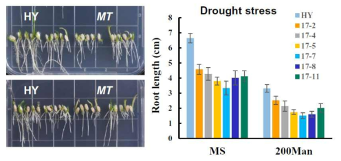 벼 RNA 메틸화 writer MT 돌연변이체의 가뭄 스트레스 반응 표현형