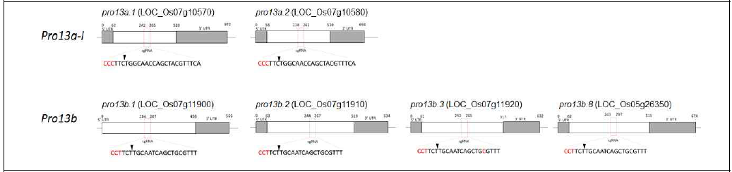 프롤라민 유전자를 편집하기 위한 표적위치 및 guide sequence 정보