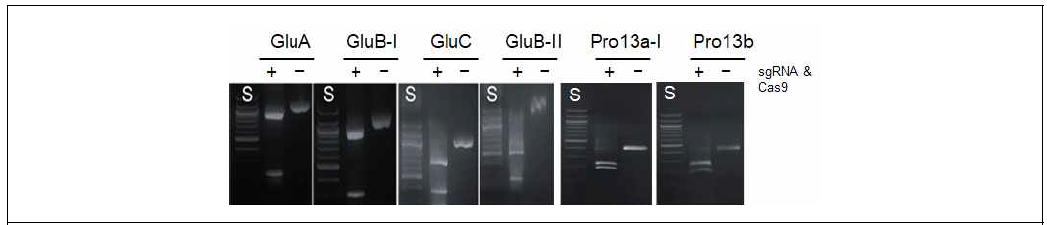 디자인된 sgRNA의 in vitro clveage assay