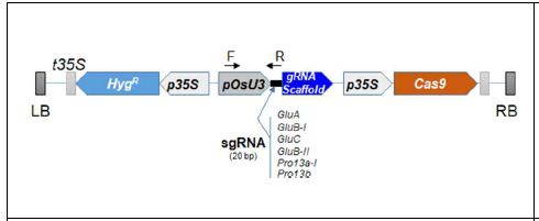 pCAMBIA-Cas9 벡터 모식도