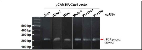 sgRNA 삽입된 pCAMBIA-Cas9 벡터 PCR 검증