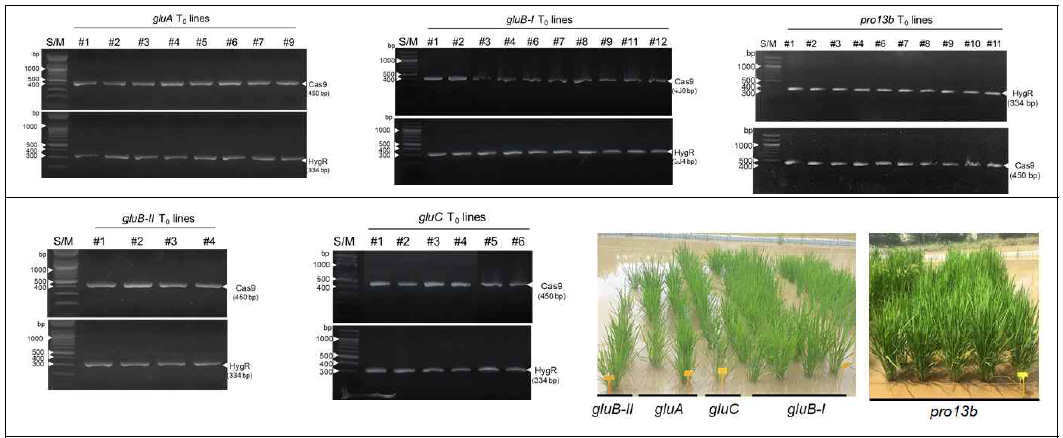 저장단백질 유전자 편집 벼의 게놈내에 HygR와 Cas9 유전자 삽입 검증