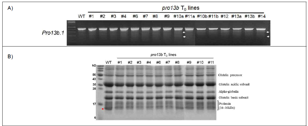 프롤라민 유전자 편집 벼 T0 개체의 T7E1 assay (A) 및 SDS-PAGE 분석 (B)