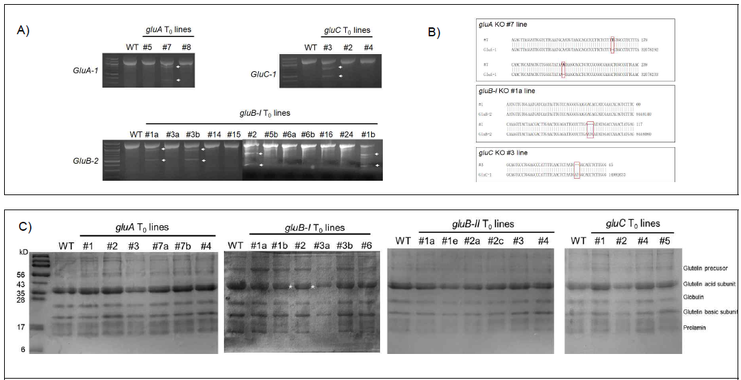 글루텔린 유전자 편집 벼 T0 개체의 T7E1 assay(A), sequencing 결과 (B) 및 SDS-PAGE 분석 (C)