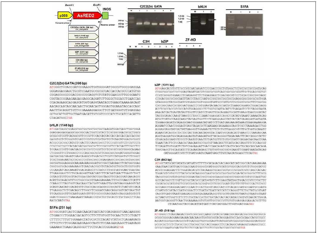 전사조절인자 발현벡터 제작 및 유전서열 확인