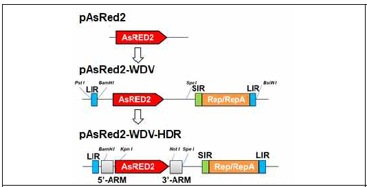 pAsRED2-WDV-HDR 벡터 제작 모식도