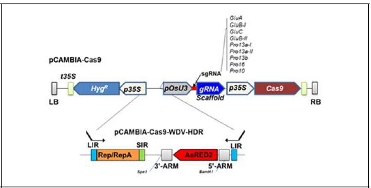 pCAMBIA-Cas9-WDV 벡터제작 모식도