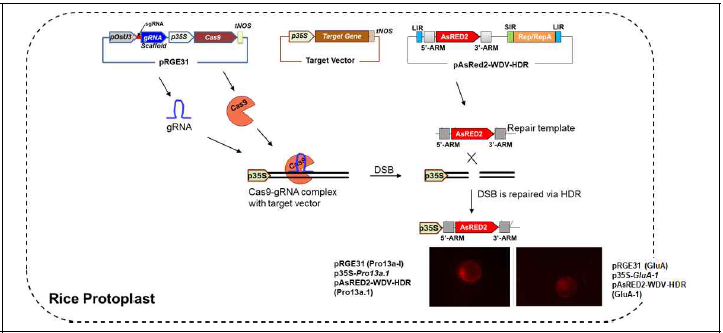 원형질체에 3종 벡터 삽입 후 형광현미경으로 red fluorescent protein 발현 관찰을 통하여 외래유전자 KI 검증