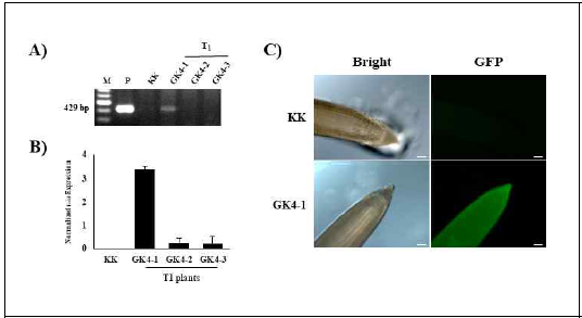 금강 T1 세대에서 GFP 형질전환체의 GFP 유전자와 단백질 발현 확인