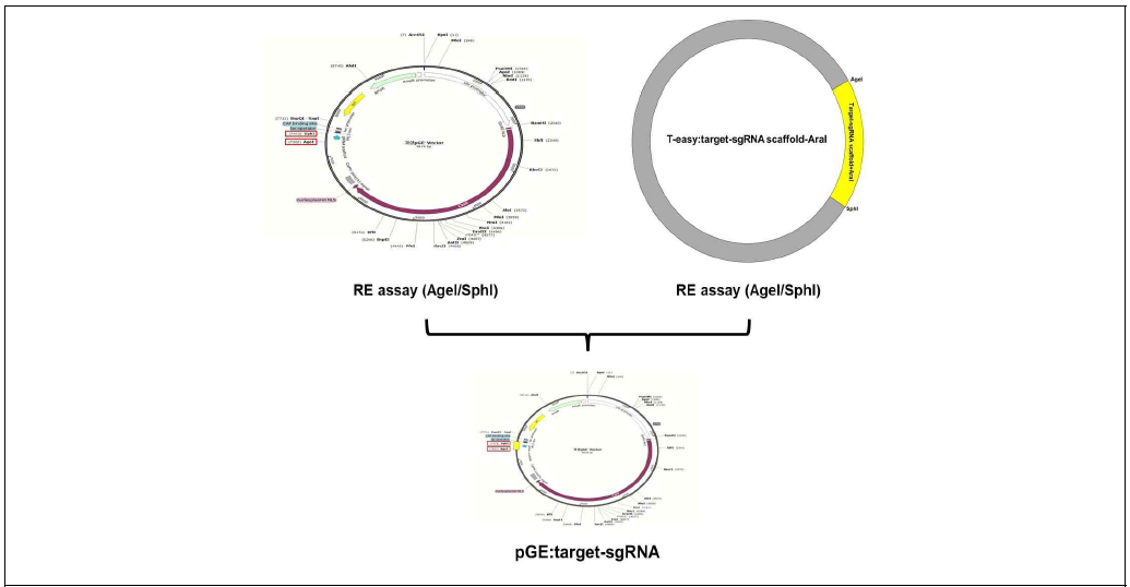 pGE-gw2 운반체를 이용한 sgRNA 삽입 모식도