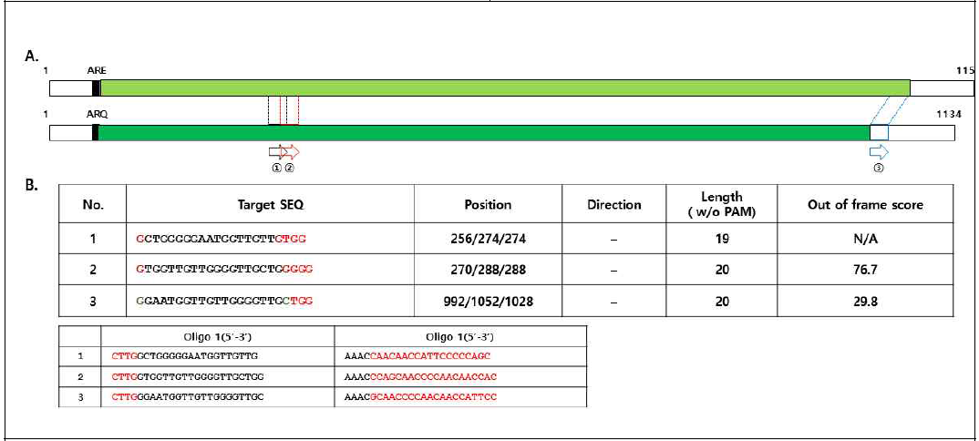 오메가-1,2 글리아딘의 ARE- 와 ARQ type에 동시에 작용하는 target sgRNA. A. 오메가-1,2 글리아딘의 ARE- 와 ARQ에 type 동시에 작용하는 3개의 target sgRNA 위치. B. Target sgRNA의 염기서열 및 프라이머 서열