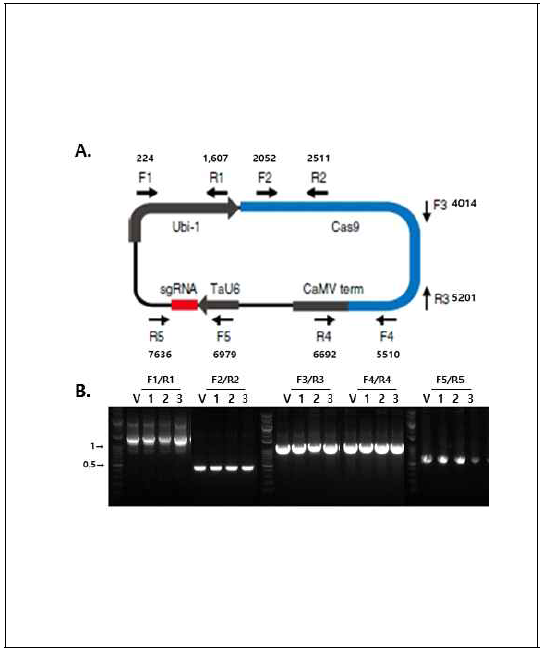 오메가-1,2 글리아딘 3개의 target sgRNA가 삽입 운반체의 구조 확인