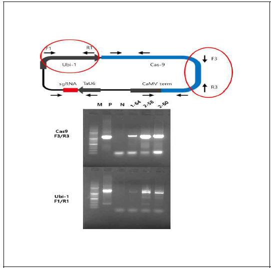 오메가-1,2 글리아딘 3개 형질전환체의 Cas9, Ubi-1 구조유전자 PCR 확인