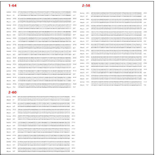 오메가-1,2 글리아딘 3개 형질전환체에서 Cas9 구조유전자 단편의 염기서열 분석 결과