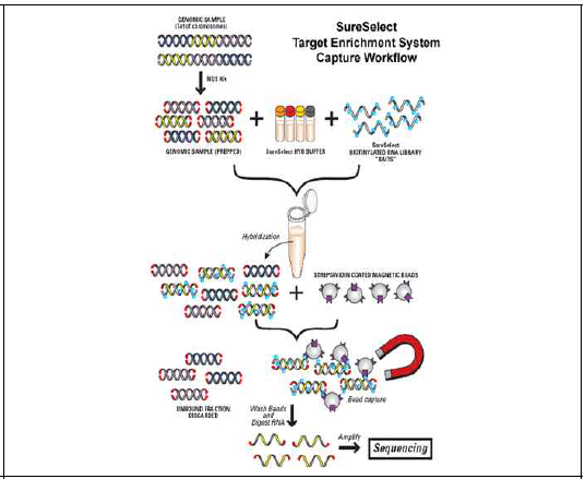 Targeted genome capture 시스템