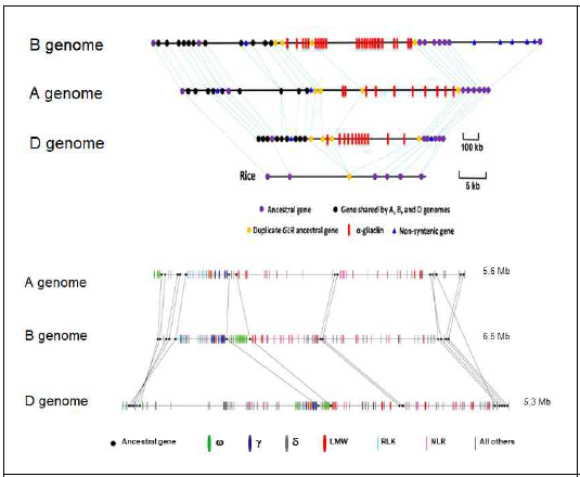 Chinse Spring의 글루텐 genomic 영역