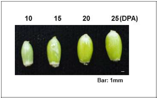 금강밀 종자의 발달 단계별 사진