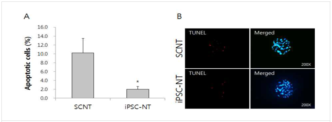 Apoptotic cells index (A) and TUNEL positive cells (B) in SCNT and iPSC-NT embryos. Apoptotic cells in blastocysts were analyzed using TUNEL kit and DNA was stained with DAPI. (*) means significantly different (p<0.05), error bars represent standard error of the mean (± SEM). (B) x 200 magnification