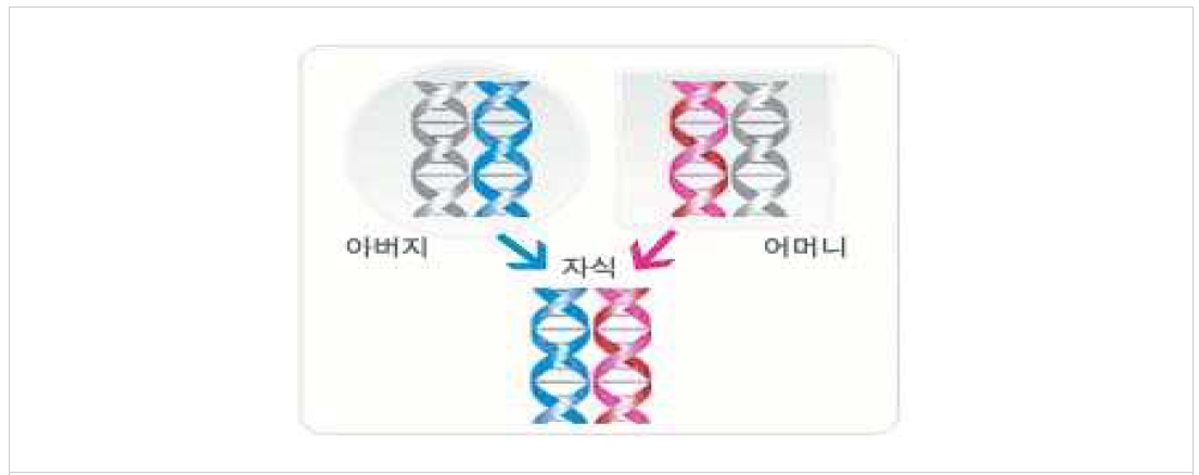 유전체 데이터를 이용한 친자확인 원리 모식도