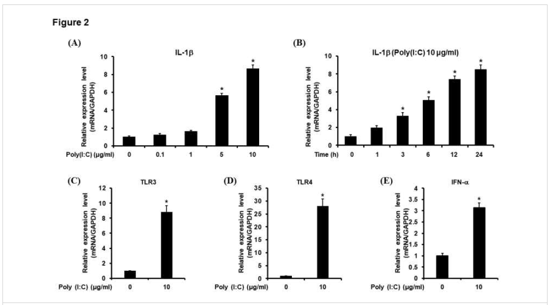 Inflammatory responses induced by DF-1 cells by poly (I:C) treatment. A, Dose-dependent effects of poly (I:C) on IL-1b were studied using DF-1 cells treated with poly (I:C) (0.1, 1, 5, 10 μg/ml for 24 h)