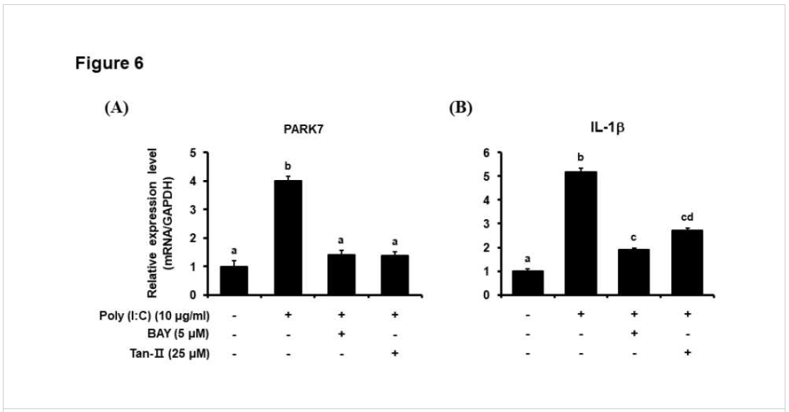 Verification of the signaling pathway of PARK7. Effects of NFκB inhibitor (BAY11-7085; BAY) and AP-1 inhibitor (Tanshinone IIA; Tan-II) on the gene expression of A, PARK7 and B, IL-1b after stimulation with poly (I:C) in the cultured DF-1 cells