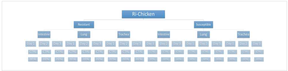 저항성/ 감수성 베트남 닭의 AI 감염에 대한 소장, 폐, 기도 조직의 감염 기간 별 샘플링 조건