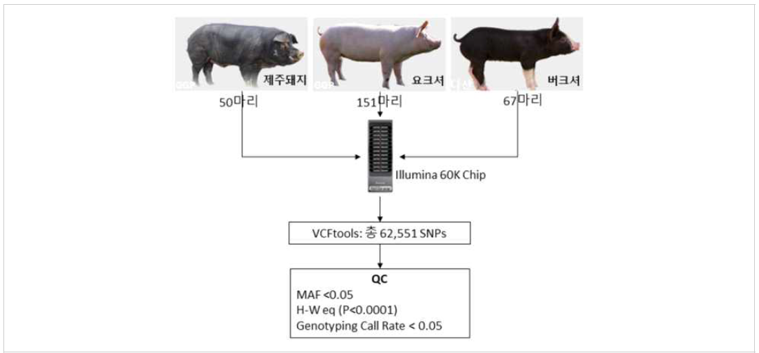 제주재래돼지 비교 유전체 분석을 위한 유전체 데이터 분석