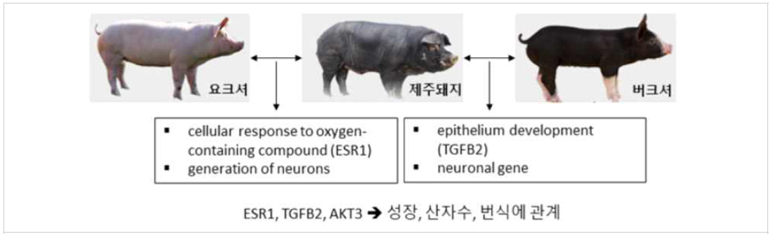 제주재래돼지 특이적 유전자 발굴