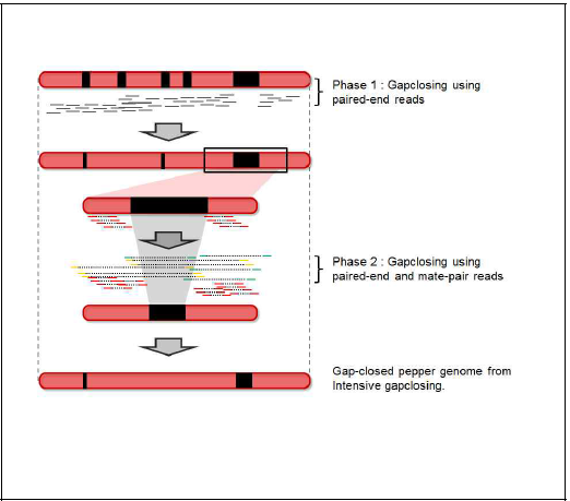 유전체정보 완성도 향상을 위한 Gap Closing모식도