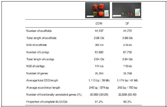 피망형 고추(ECW)와 매운맛 고추 (SF)의 염기서열 통계치