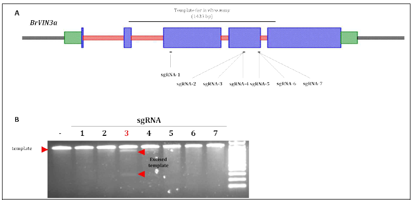 추가적인 sgRNA 개발 및 효율성 검증. (A) 추가적으로 설계한 7개의 sgRNA 모식도. (B) in vitro sgRNA efficiency test 결과. sgRNA-3에서 template BrVIN3 DNA가 절단되었음을 확인할 수 있다