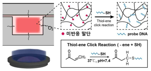 DML로 합성된 하이드로젤 미세입자의 미반응말단을 활용한 probe DNA 탑재