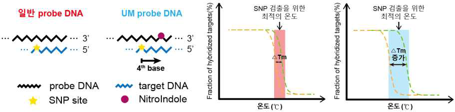 UM probe DNA를 이용한 검출 특이도 향상