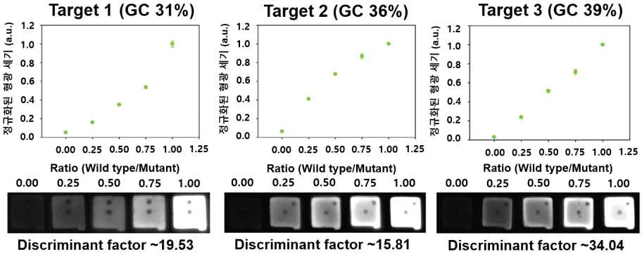 GC%가 다른 세 가지 DNA 타겟의 allele specic SNP 검출 결과