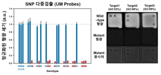 UM probe 탑재한 미세입자로 세 가지 target을 다중검출