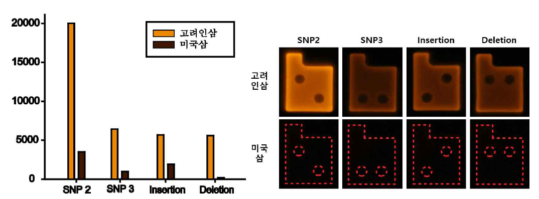 인삼 작물 엽록체 DNA 내 4종류 변이 형광 다중검출 결과