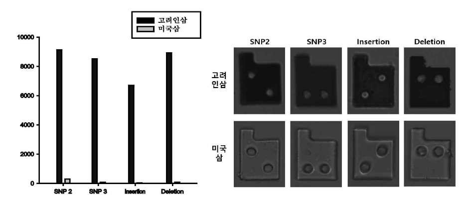 인삼 작물 엽록체 DNA 내 4종류 변이 비색 다중검출 결과