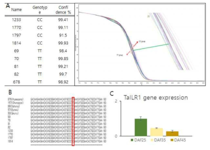 성숙기에 대한 SNP(AX-94911569) 검정과 유용유전자 발현 분석. (A) 핵심집단에서 HRM을 통하여 분석된 SNP 분포, (B) 국내 품종의 SNP 분석 및 alighment, (C) 성숙기 유용유전자 TaILR1의 종실 등숙 정도에 따른 발현 검정