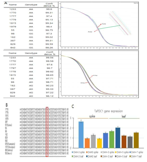 출수기에 대한 SNP(AX-94848813, AX-95112052) 검정과 유용유전자 발현 분석. (A) 핵심집단에서 HRM을 통하여 분석된 SNP 분포, (B) 국내 품종의 SNP 분석 및 alighment, (C) 출수기 유용유전자 TaPDC1의 출수기의 발달 일수에 따른 이삭과 잎의 발현 검정