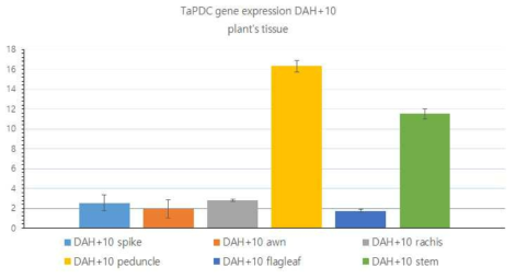 Tapdc1의 출수기 후 10일의 이삭 조직별 발현 정도 검정