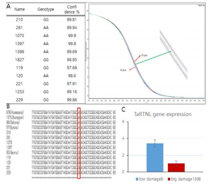 도복에 대한 SNP(AX-94489976) 검정과 유용유전자 발현 분석. (A) 핵심집단에서 HRM을 통하여 분석된 SNP 분포, (B) 국내 품종의 SNP 분석 및 alignment, (C) 도복 유용유전자 TaRTNL의 핵심집단의 도복 저항성, 감수성 계통에서 발현 검정