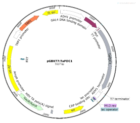 pGBKT7::TaPDC1의 벡터 모식도